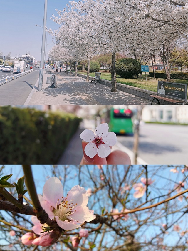 百花争艳 春意盎然——“青春记”微拍活动之春天,你好