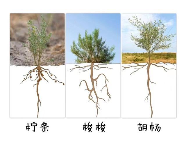 【三下乡】在沙漠种下一棵梭梭树 拯救10平方米荒漠——白燕书院同心燃梦乡村振兴促进团“三下乡”活动