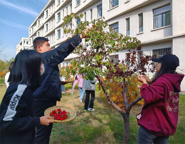 秋日限定 来一场热烈的山楂之恋——“山楂红了”劳动教育主题系列活动