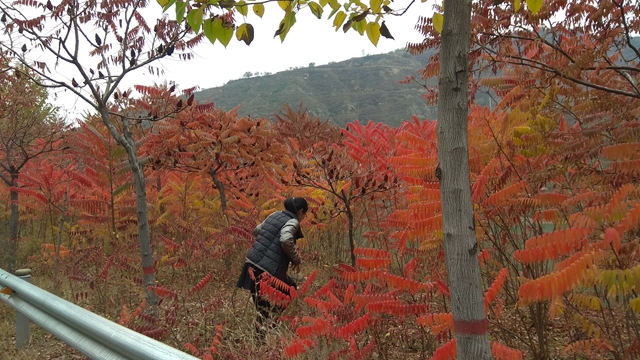 徒步走征途挑战自我 登高采沙棘情满重阳