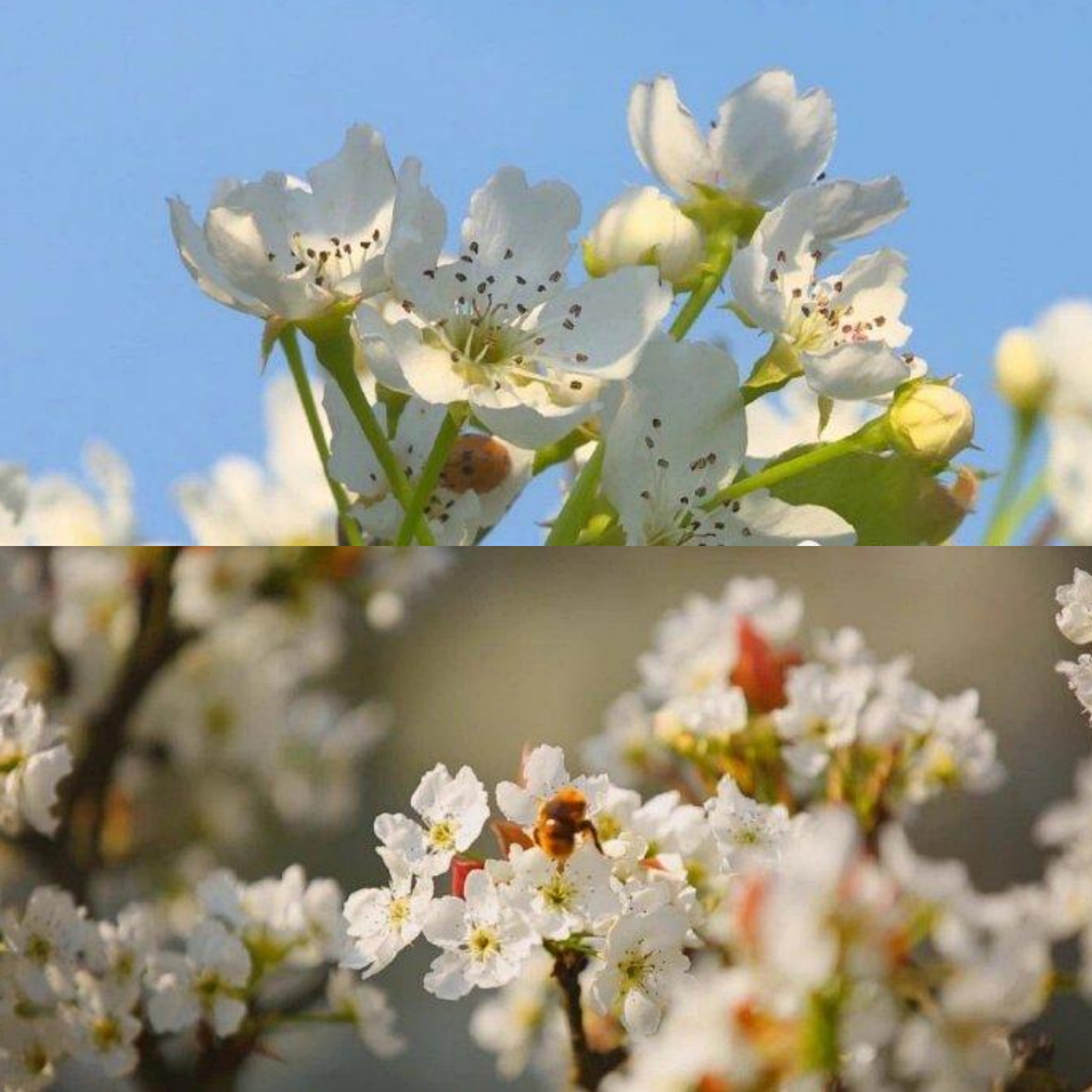 百花争艳 春意盎然——“青春记”微拍活动之春天,你好
