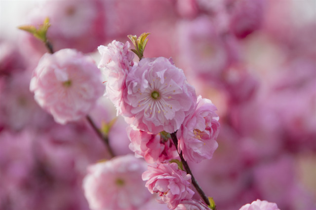 青藤书院举办“醉美青藤”春季踏青赏花节