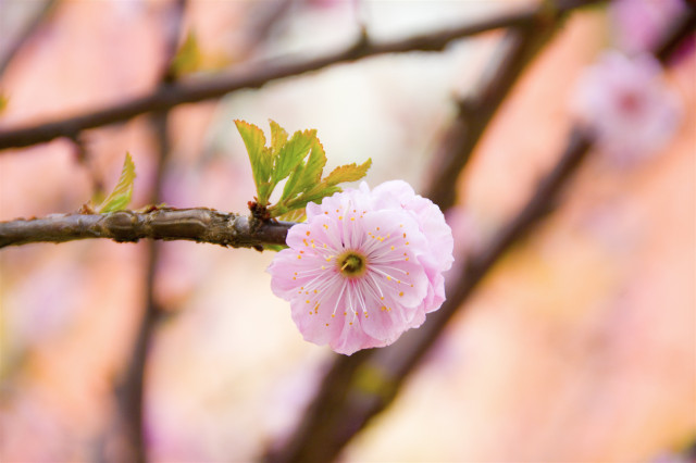 青藤书院举办“醉美青藤”春季踏青赏花节