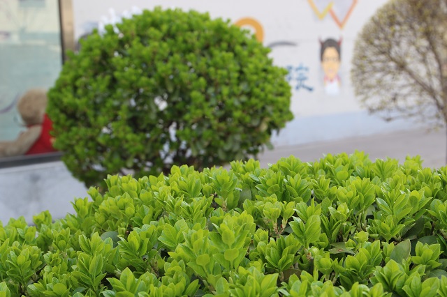 前行第176期:春暖花开 与你共赏书院美景